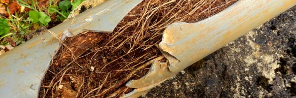 How to Get Rid of Roots in Your Sewer Pipes