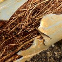 How to Get Rid of Roots in Your Sewer Pipes